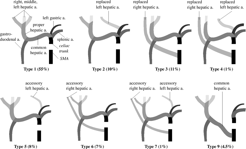 Hepatic Arterial Anatomy